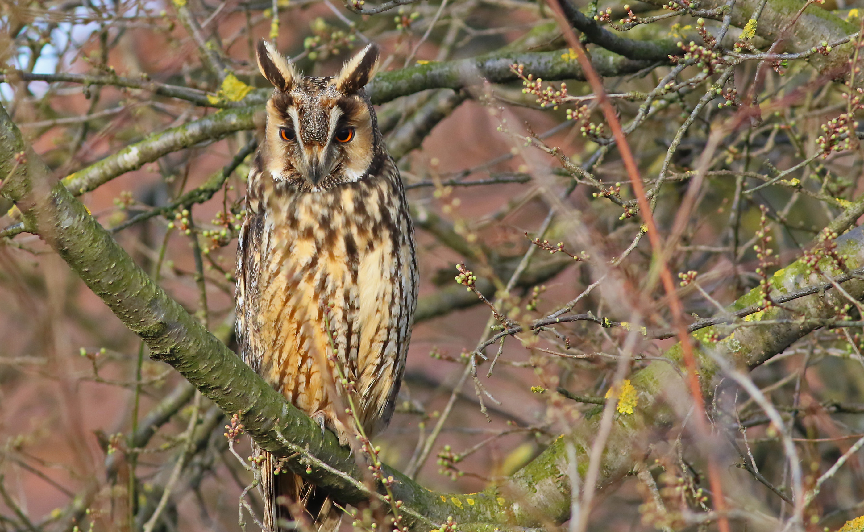 Long-eared Owl — Ana fotoğraf